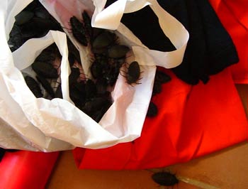 The 200 plastic cockroaches are an essential part of the TBG booth. Safe journey, my beauties ...