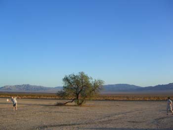 Desert frisbee in Baghdad. Check out THE tree.